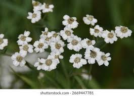 Attēlu rezultāti vaicājumam “Achillea ptarmica”