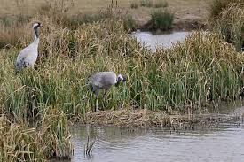 Attēlu rezultāti vaicājumam “Grus grus nest”