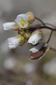 Attēlu rezultāti vaicājumam “Erophila verna fruit”