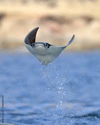 Image result for Mobula munkiana