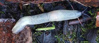 Attēlu rezultāti vaicājumam “Krynickillus melanocephalus”