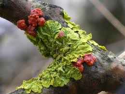 Attēlu rezultāti vaicājumam “Peniophora rufa”