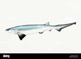 Image result for Hexanchus griseus