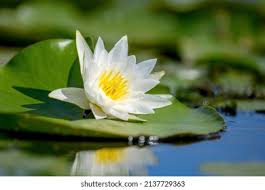 Attēlu rezultāti vaicājumam “Nymphaea alba flower”
