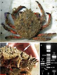 Image result for Maja brachydactyla