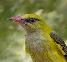 Attēlu rezultāti vaicājumam “Oriolus oriolus female”