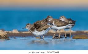 Attēlu rezultāti vaicājumam “Actitis hypoleucos adult”