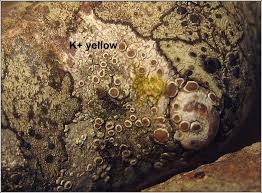 Attēlu rezultāti vaicājumam “Lecanora chlarotera”