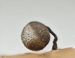 Attēlu rezultāti vaicājumam “Cribraria tenella”