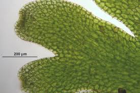 Attēlu rezultāti vaicājumam “Riccardia palmata”