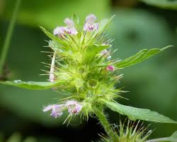 Attēlu rezultāti vaicājumam “Galeopsis bifida leaf”