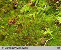 Attēlu rezultāti vaicājumam “Distichium capillaceum”