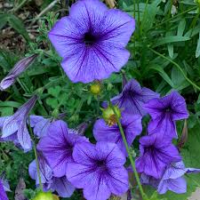 Image result for Petunia