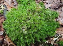 Attēlu rezultāti vaicājumam “Dicranum montanum sporophyte”