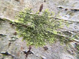 Attēlu rezultāti vaicājumam “Calliergonella cuspidata sporophyte”