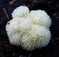 Attēlu rezultāti vaicājumam “Ceratiomyxa porioides”