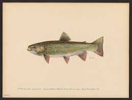 Image result for Salvelinus fontinalis