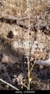 Attēlu rezultāti vaicājumam “Lepidium densiflorum bud”