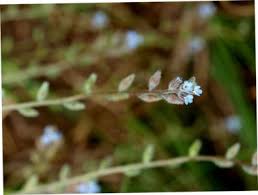 Attēlu rezultāti vaicājumam “Myosotis stricta”