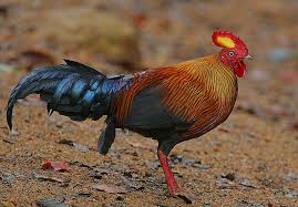 Attēlu rezultāti vaicājumam “Gallus”