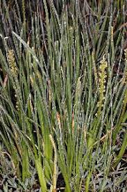 Attēlu rezultāti vaicājumam “Juncaginaceae”