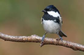 Attēlu rezultāti vaicājumam “Periparus ater”