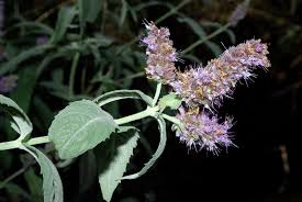 Attēlu rezultāti vaicājumam “Mentha longifolia flower”