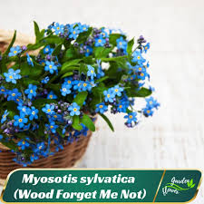 Attēlu rezultāti vaicājumam “Myosotis sylvatica flower”