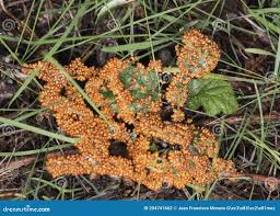 Attēlu rezultāti vaicājumam “Leocarpus fragilis var. bisporus spores”