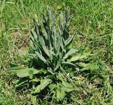 Attēlu rezultāti vaicājumam “Arabis glabra flower”