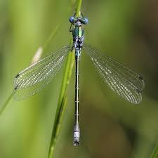 Attēlu rezultāti vaicājumam “Lestes dryas male”