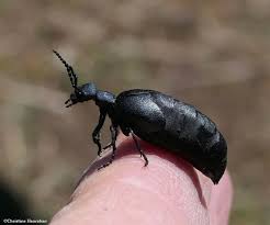 Attēlu rezultāti vaicājumam “Meloe sp. imago”