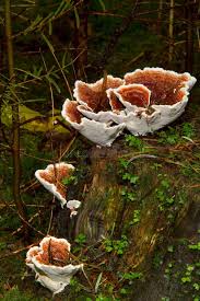 Attēlu rezultāti vaicājumam “Heterobasidion annosum”