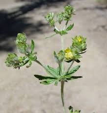 Image result for Potentilla argentea