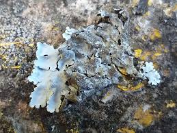 Attēlu rezultāti vaicājumam “Parmelina tiliacea”