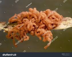 Attēlu rezultāti vaicājumam “Arcyria affinis macro”