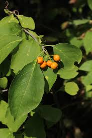 Attēlu rezultāti vaicājumam “Celastrus flagellaris”