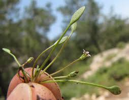 Attēlu rezultāti vaicājumam “Limosella aquatica flower”