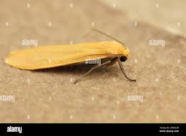 Attēlu rezultāti vaicājumam “Eilema sororcula”