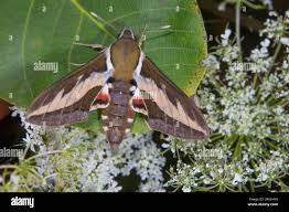 Attēlu rezultāti vaicājumam “Geocrypta galii”