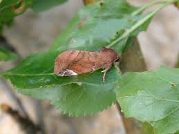 Attēlu rezultāti vaicājumam “Cosmia pyralina”