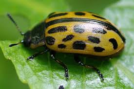 Attēlu rezultāti vaicājumam “Chrysomela vigintipunctata”