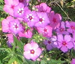 Image result for Phlox drummondii