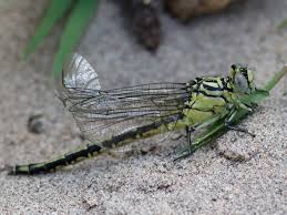 Attēlu rezultāti vaicājumam “Gomphus flavipes”