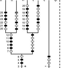 Image result for Cyprinus multitaeniatus