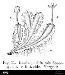 Attēlu rezultāti vaicājumam “Blasia pusilla sporophyte”