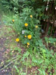 Attēlu rezultāti vaicājumam “Lapsana communis flower”
