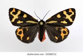 Attēlu rezultāti vaicājumam “Parasemia plantaginis male”