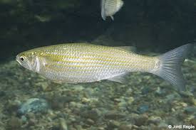 Image result for Chelon ramada