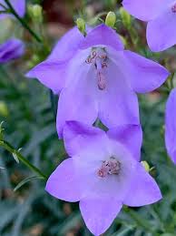 Attēlu rezultāti vaicājumam “Campanula rotundifolia”